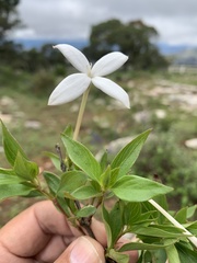 Bouvardia longiflora