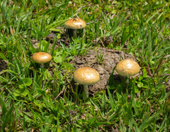Psilocybe cubensis