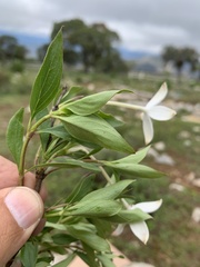 Bouvardia longiflora