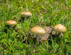 Psilocybe cubensis