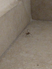 Latrodectus geometricus