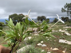 Bouvardia longiflora