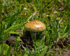 Psilocybe cubensis