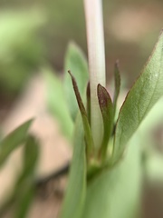 Bouvardia longiflora