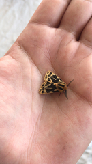 Ardices curvata