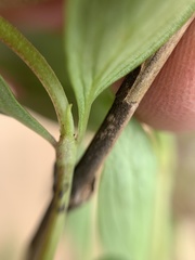 Bouvardia longiflora