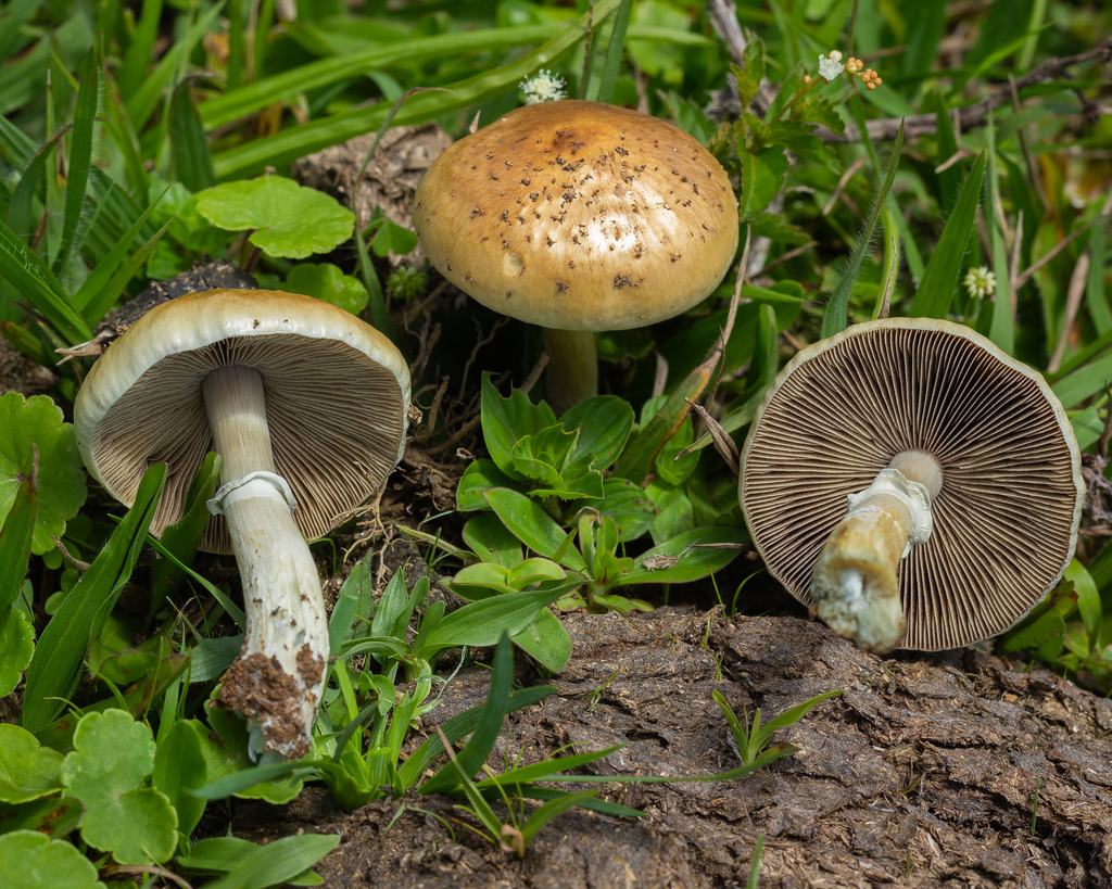 Psilocybe cubensis · October 2022 · photo: © deniszabin (iNaturalist, cc-by)