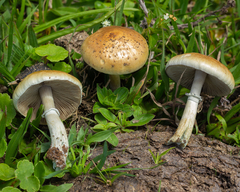 Psilocybe cubensis