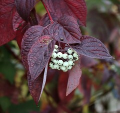 Cornus alba