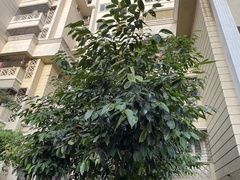 Syzygium cumini
