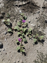 Abronia villosa villosa