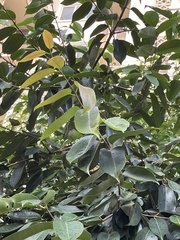 Syzygium cumini