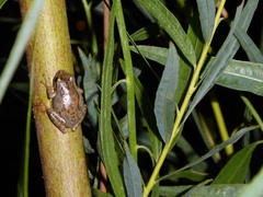 Pseudacris hypochondriaca