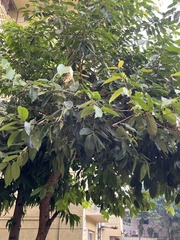 Syzygium cumini