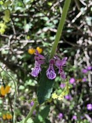 Stachys grandidentata