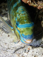 Scarus ghobban