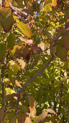 Cornus mas
