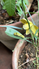 Papilio demoleus