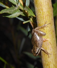 Pseudacris hypochondriaca