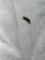 Epicallima argenticinctella