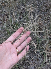 Chloris verticillata