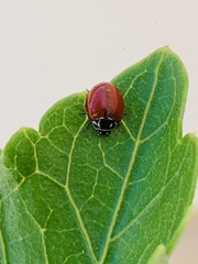 Cycloneda emarginata