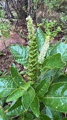 Phytolacca octandra
