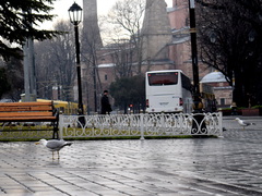 Larus michahellis