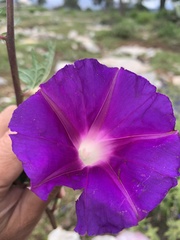 Ipomoea stans