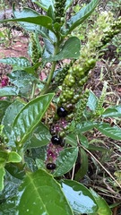 Phytolacca octandra
