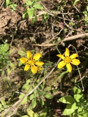 Sisyrinchium graminifolium