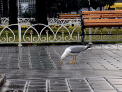 Larus michahellis