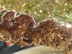 Trichaptum subchartaceum