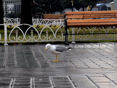 Larus michahellis