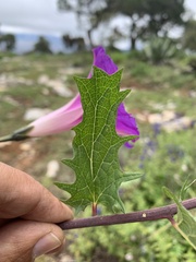 Ipomoea stans