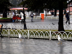 Larus michahellis