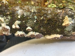 Trichaptum subchartaceum