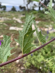 Ipomoea stans