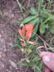 Castilleja nelsonii
