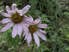 Iostephane heterophylla