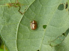Agroiconota propinqua