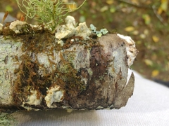 Trichaptum subchartaceum