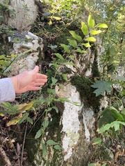 Polygonatum biflorum commutatum