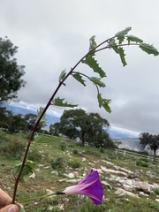 Ipomoea stans