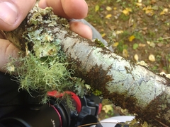 Trichaptum subchartaceum