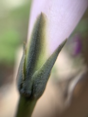 Ipomoea stans