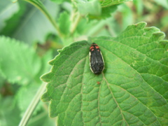 Acmaeodera flavomarginata