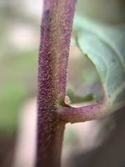 Ipomoea stans
