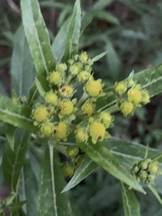 Verbesina virgata