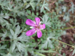 Geranium caespitosum